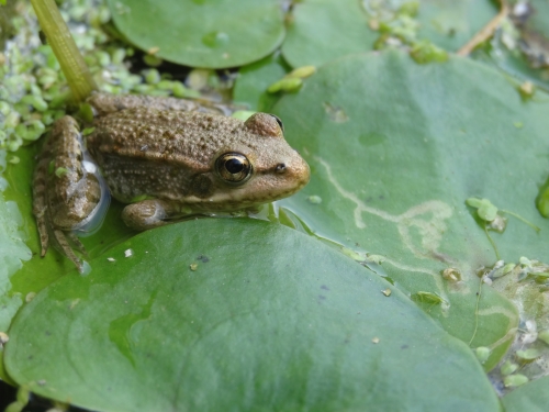 une grenouille