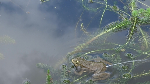 une grenouille