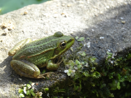 une grenouille