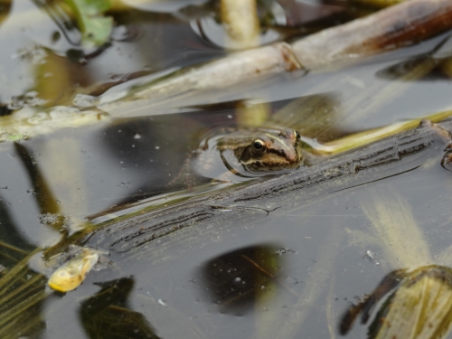 une grenouille