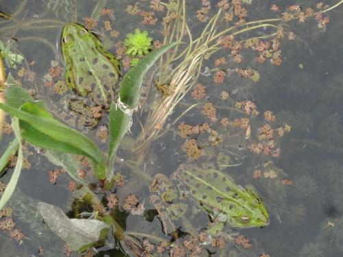 une grenouille