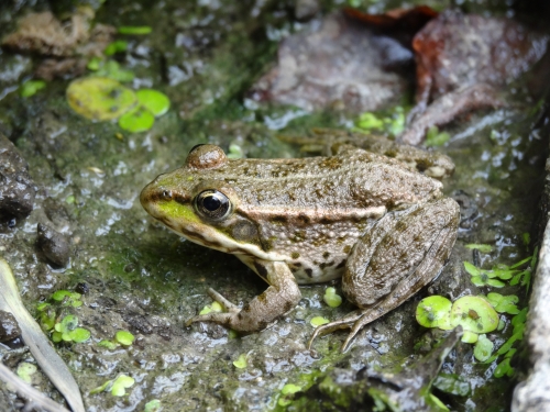 une grenouille