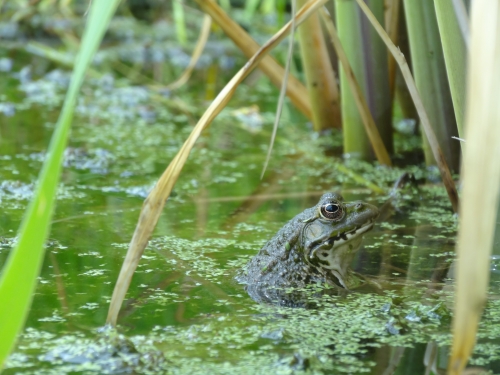 une grenouille