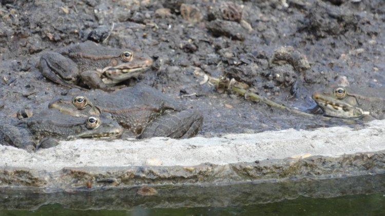 une grenouille
