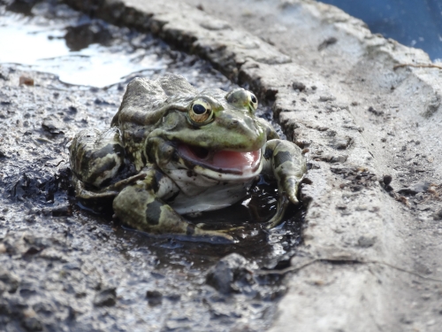 une grenouille