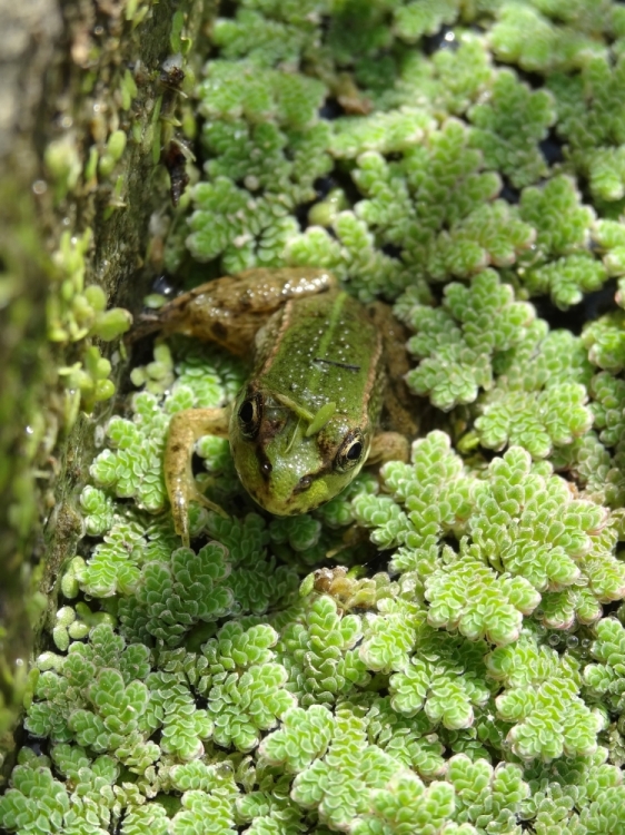 une grenouille