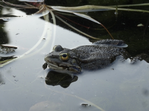 une grenouille
