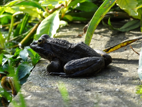 une grenouille