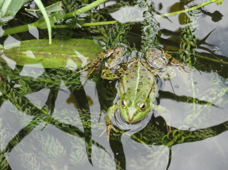 une grenouille