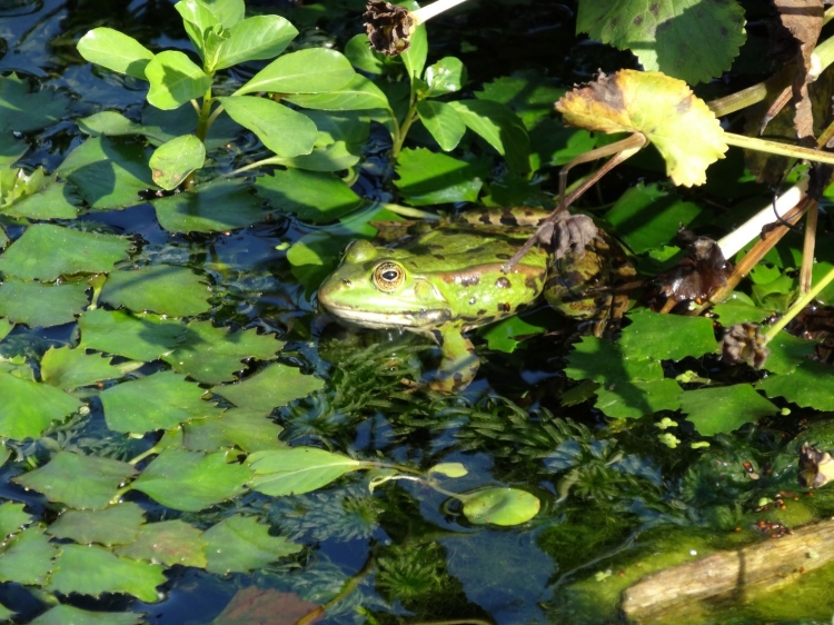 une grenouille