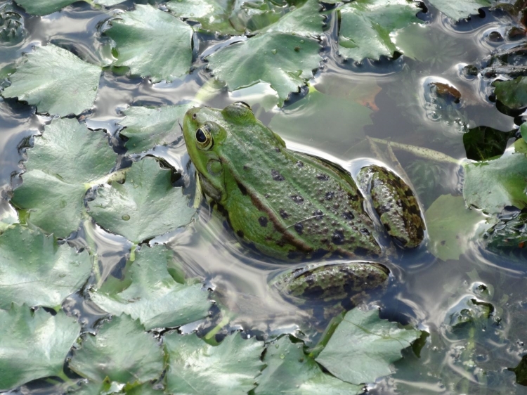 une grenouille