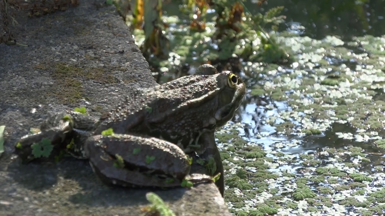 une grenouille