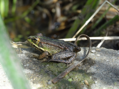 une grenouille