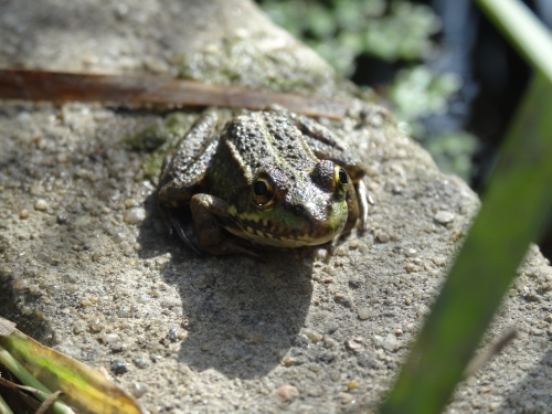 une grenouille