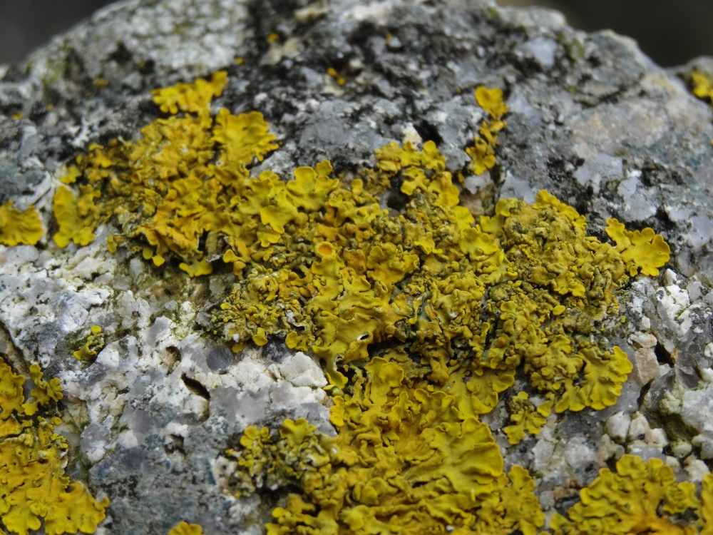 détail d'une mousse ou lichen du littoral de la manche