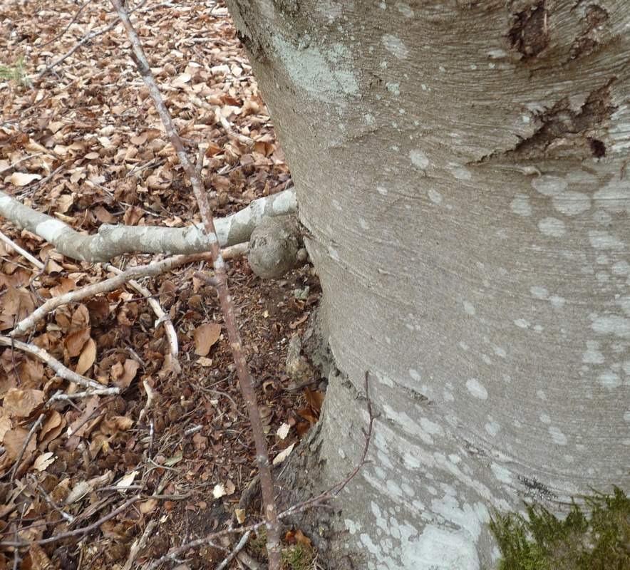 Sphéroblaste sur un arbre